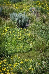 Maturing roof garden with only 100 mm substrate depth demonstrating ecological self-organisation (Image: Erik van Zuilekom)