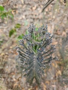 Mother of millions, Bryophyllum delagoense (Image: Supplied by the author)