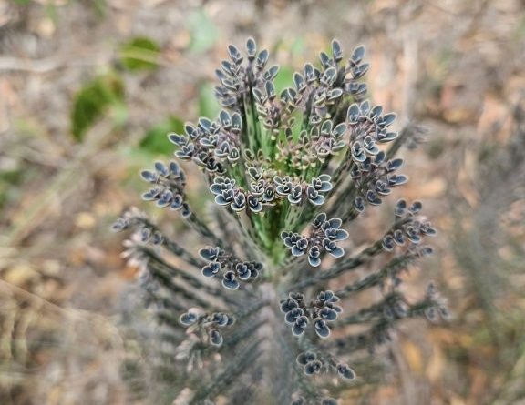 Mother of millions, Bryophyllum delagoense (Image: Supplied by the author)