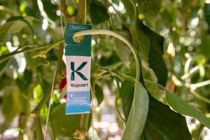 The Limonica Ulti-Mite slow-release sachet controlling thrips and whitefly in sweet pepper (Image: Koppert)