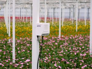 The PATS-C automated insect monitoring system seen here protecting gerberas (Image: PATS)