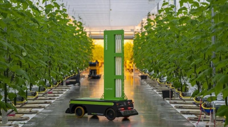 The Lumion UV-C robot can work autonomously in the greenhouse throughout the night (Image: Octiva)